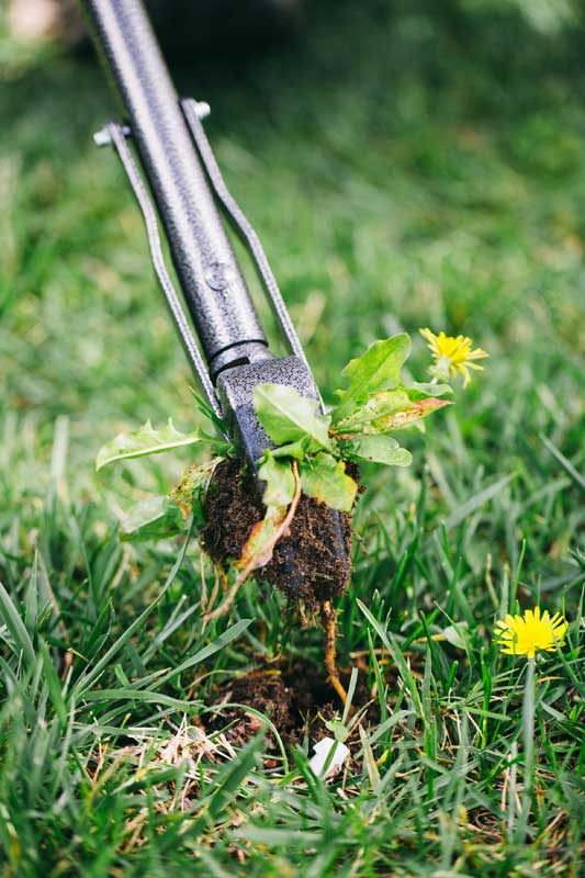 rocket-weeder-dandelion.jpg